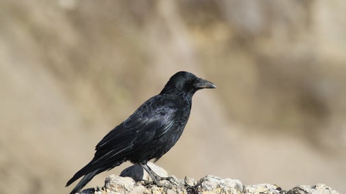 Black corvid perched on a stone wall against a blurred natural background.